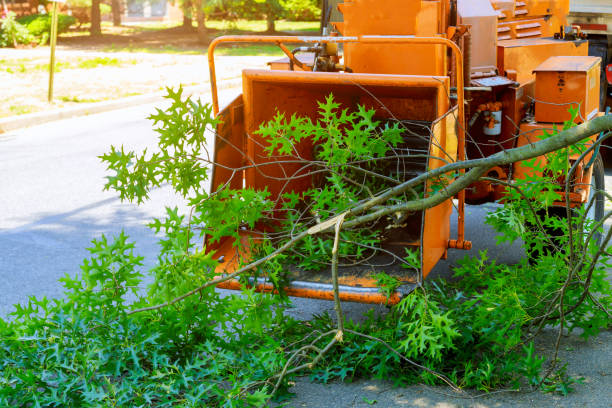 Best Tree Cabling and Bracing  in Osburn, ID