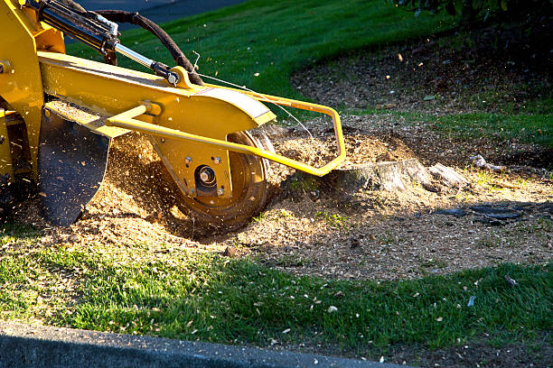 Best Lawn Pest Prevention  in Osburn, ID