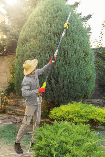 How Our Tree Care Process Works  in  Osburn, ID